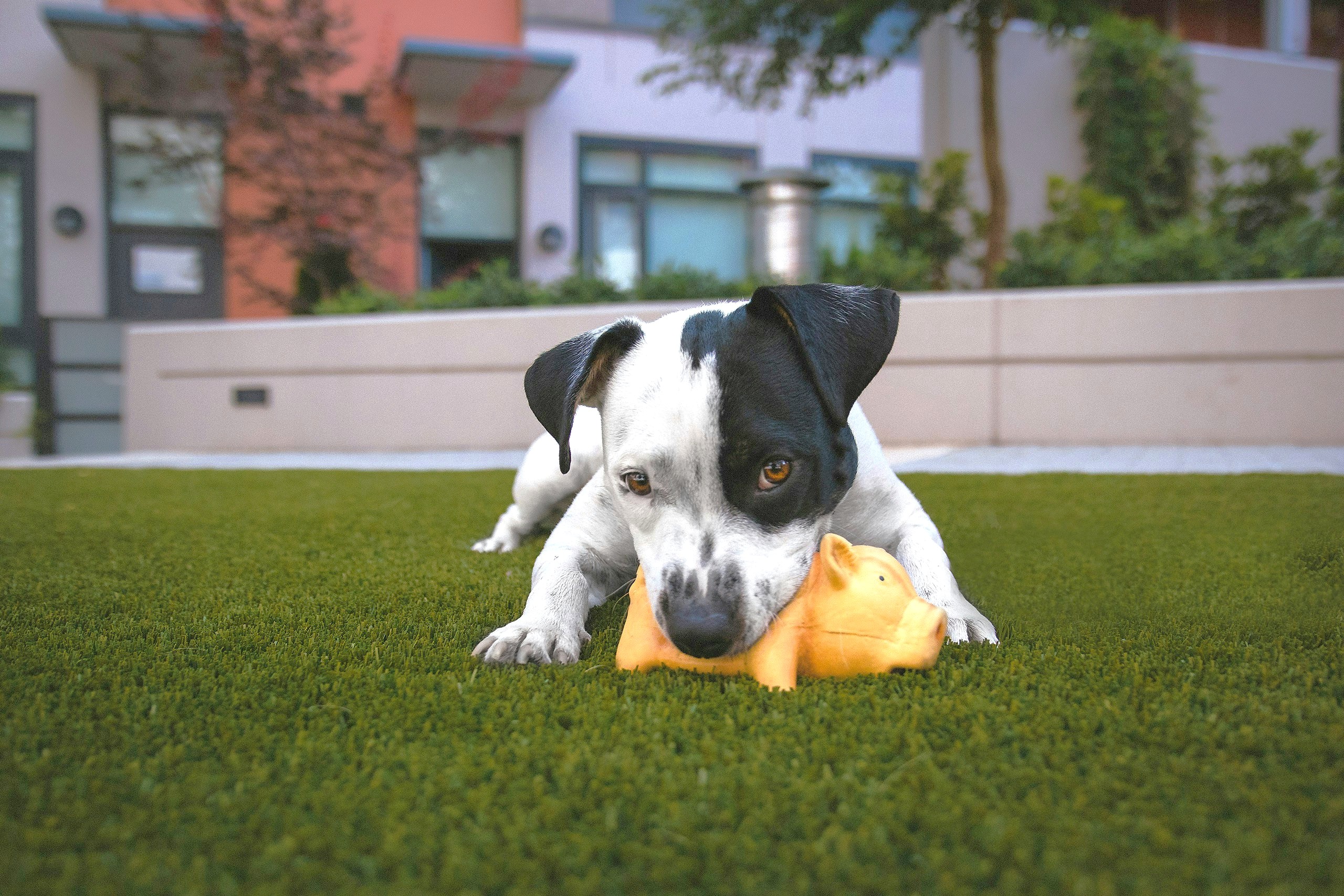 Artificial turf in Arizona: pet turf built for dogs by Turfscapes of Arizona